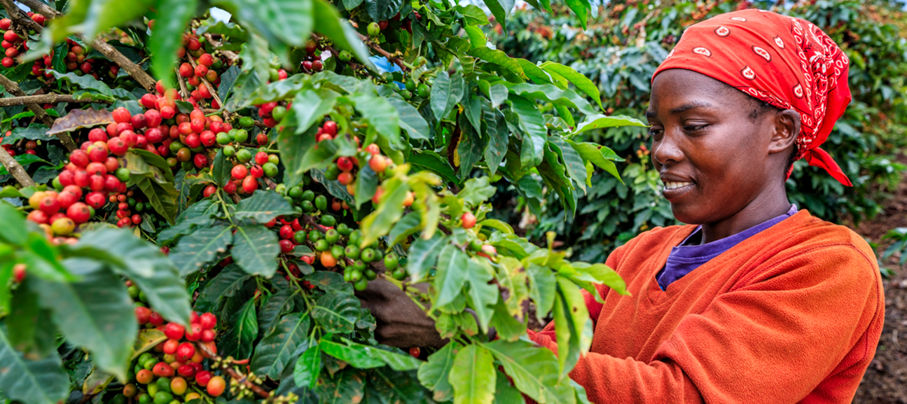 Hand-picked harvest of red coffee cherries in Uganda for Cremesso
