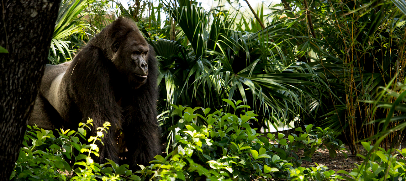 Mountain gorillas in the African Bwindi cloud forests